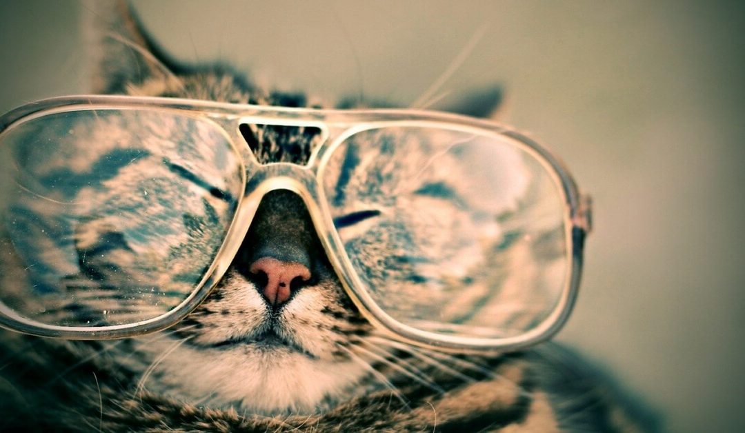 macska és szemüveg